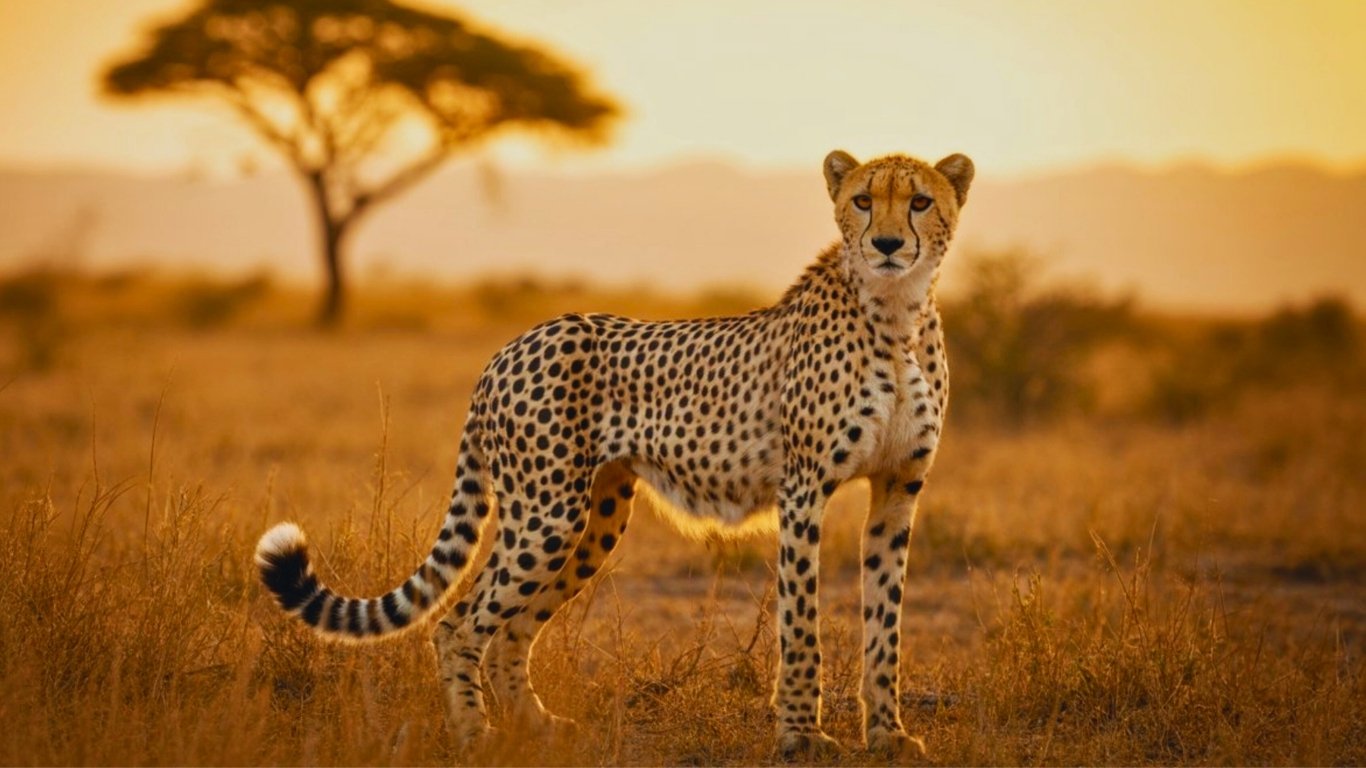 Cheetah in Tanzania