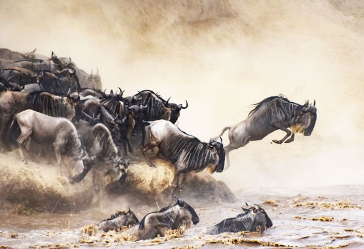 Africa Great Migration Safari Style Zebra Masai Mara MH