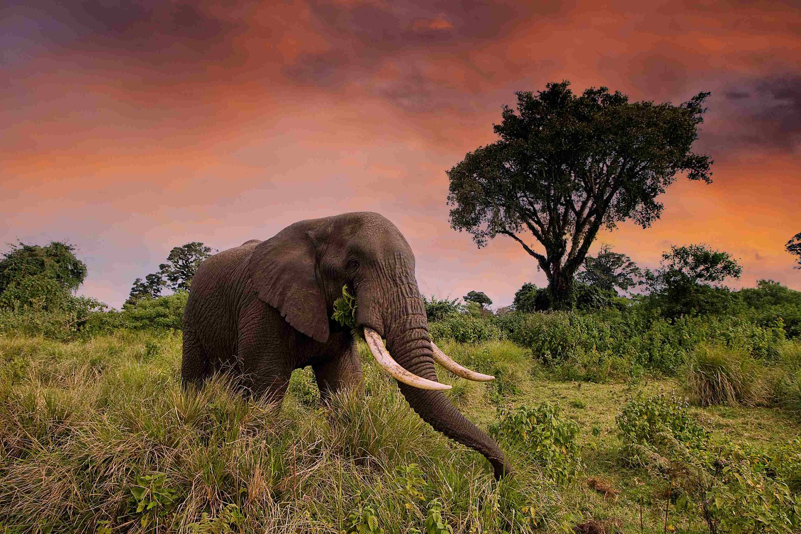 Big Five Afrika Safari 2025