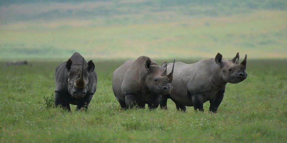 11 Tage Safari und Sansibar