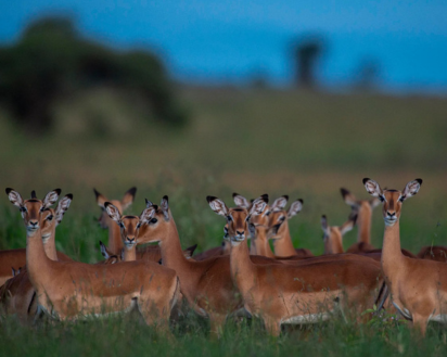 Description of your image