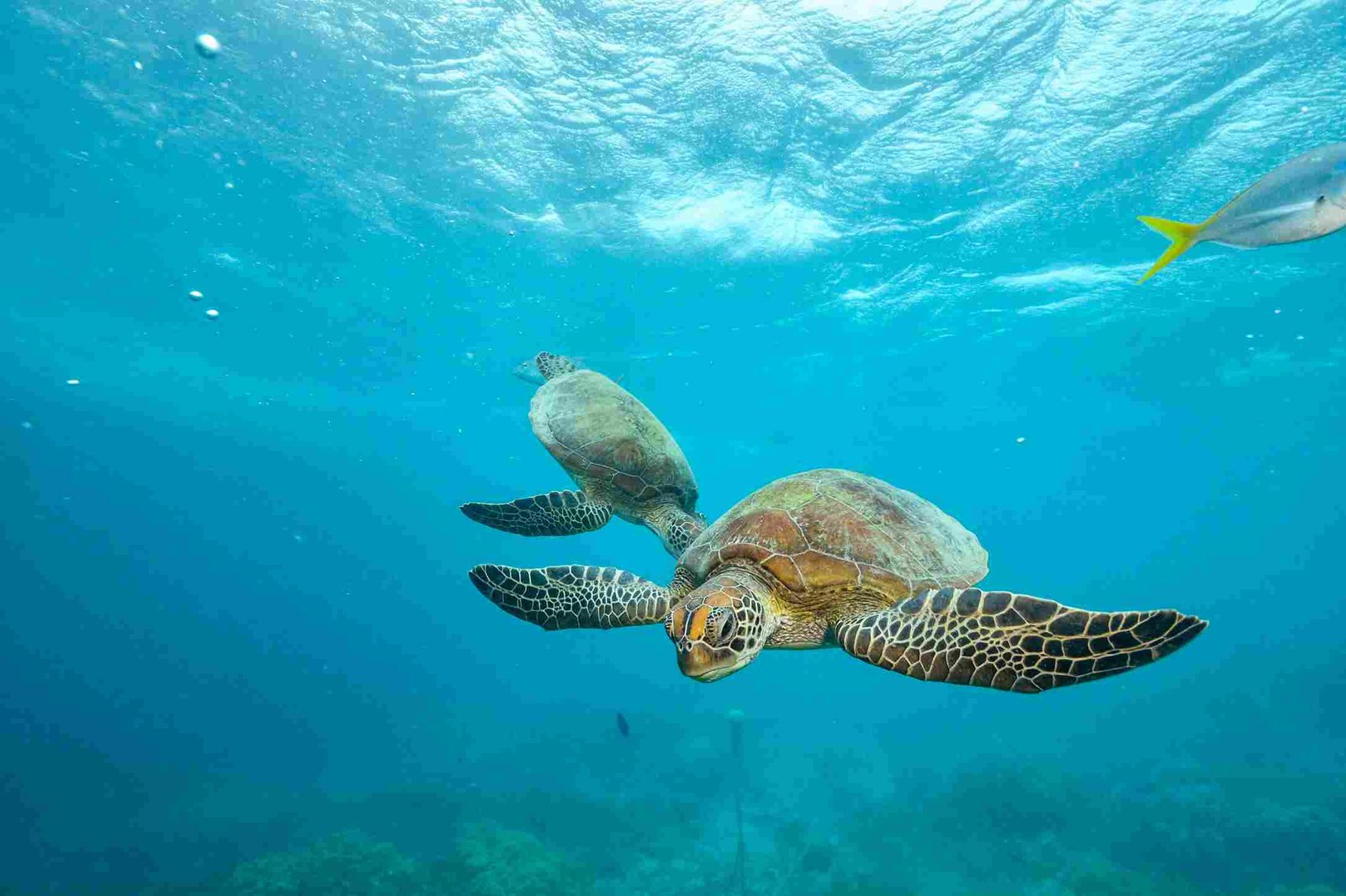 Mnarani Schildkröten Schutzprojekt