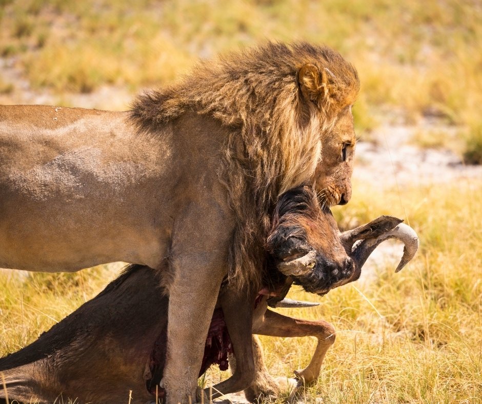 Big 5 Safari Tansania
