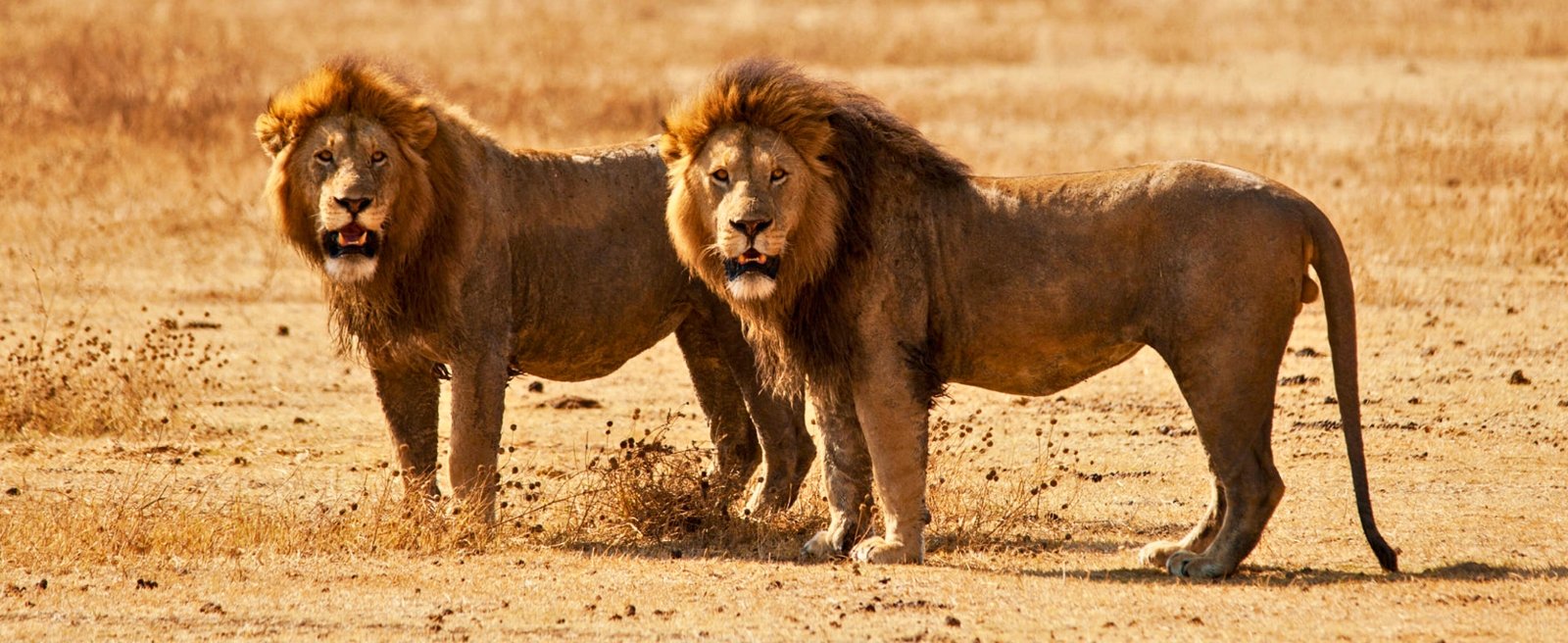 6 Tage Safari – Kenia