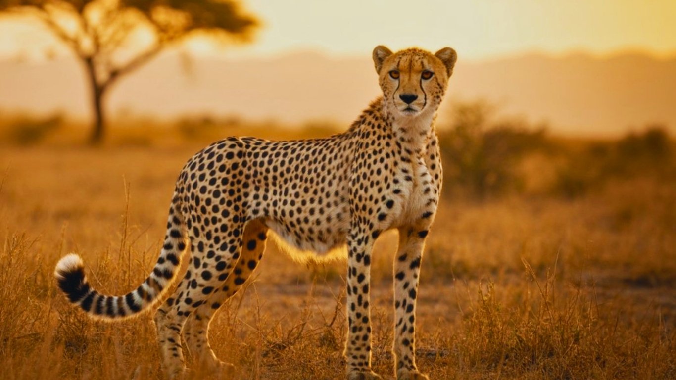 Cheetah in Tanzania