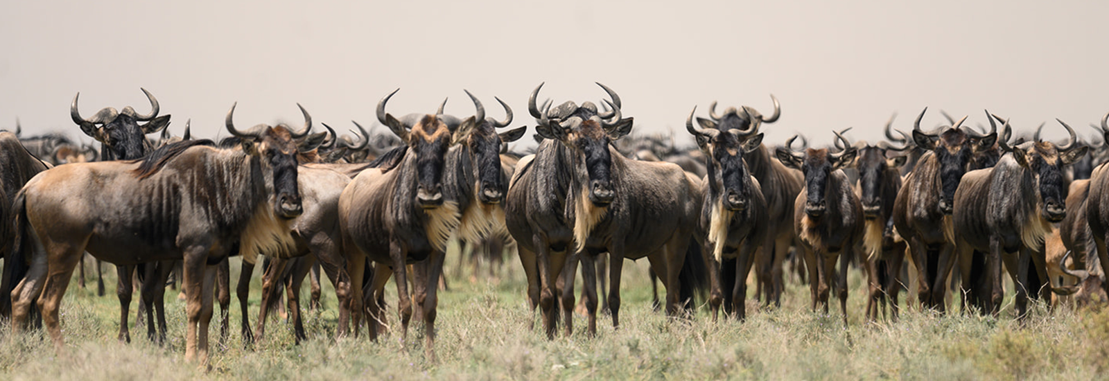 Safar Safari