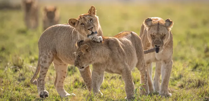 Reisen nach Sansibar