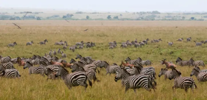 Serengeti Safari