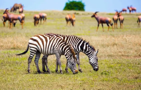 Tsavo Ost Nationalpark