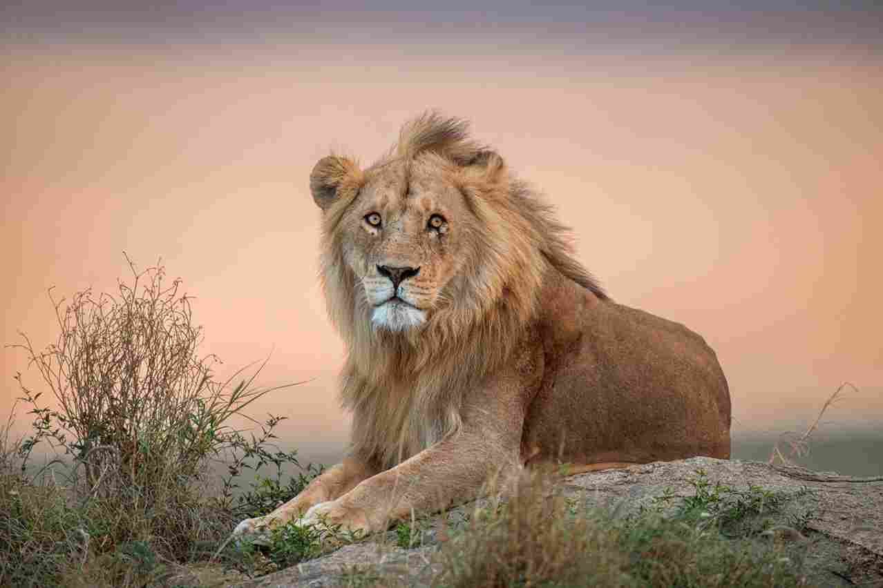 Pirschfahrt Tsavo West