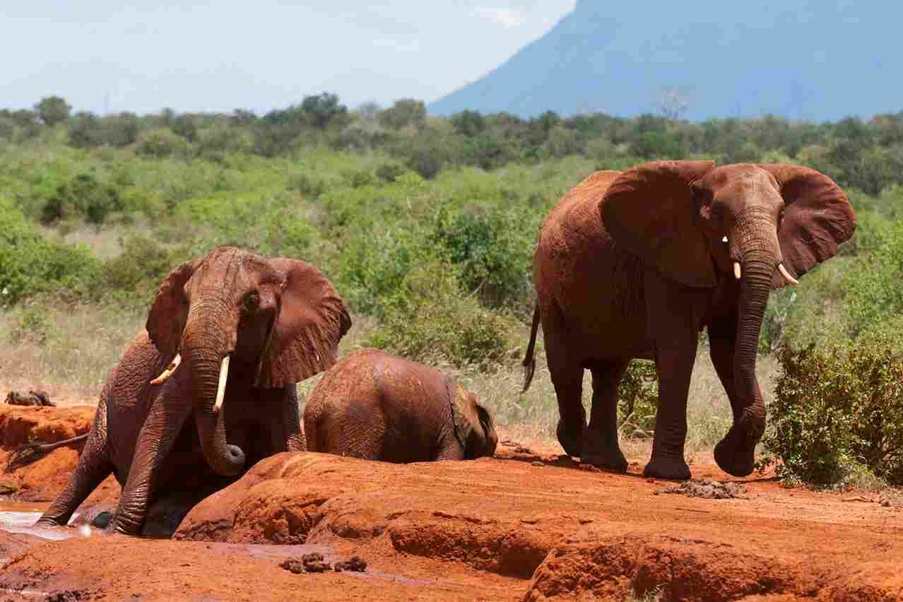 Savannenlandschaft Tsavo Ost